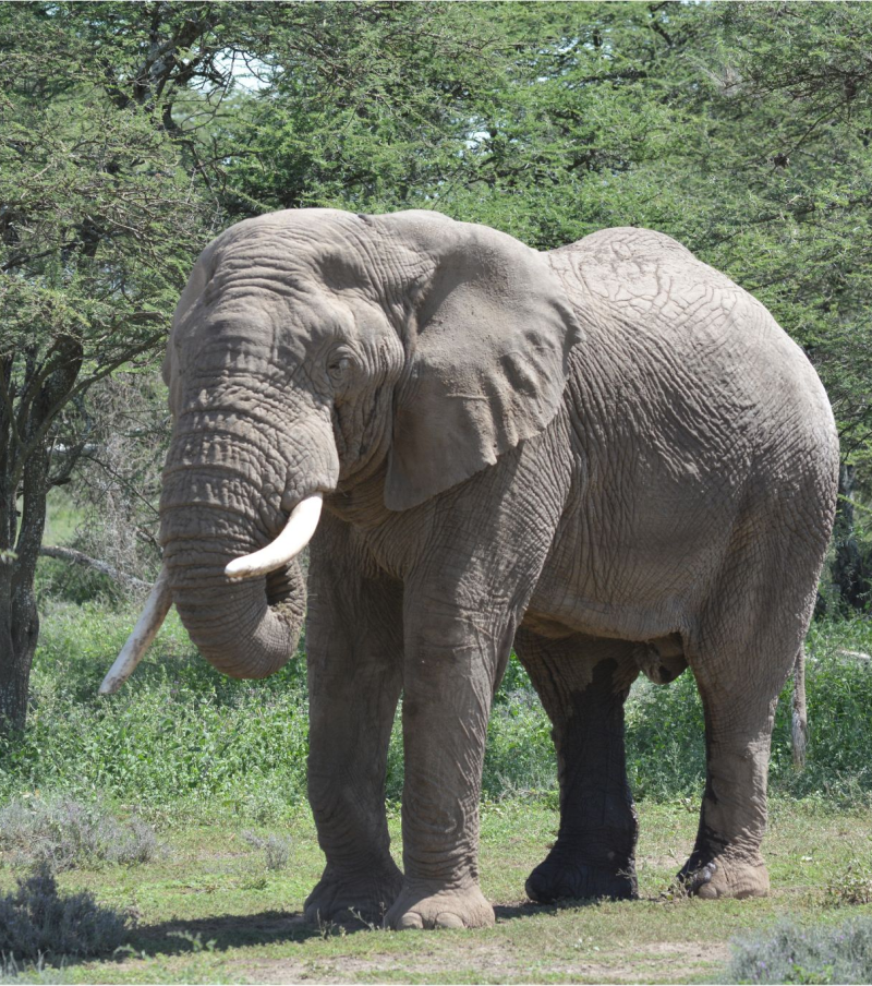 2-Day Tarangire & Ngorongoro Crater Safari