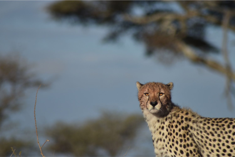 2 Day Group Safari Tarangire Ngorongoro