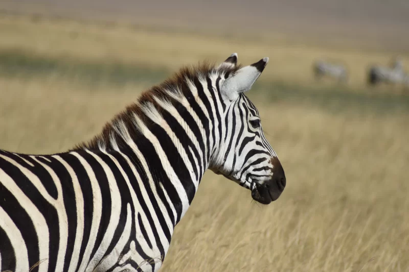 3-Day Serengeti & Ngorongoro Safari (Lodge & Camp) | Best Tanzania Wildlife Tour