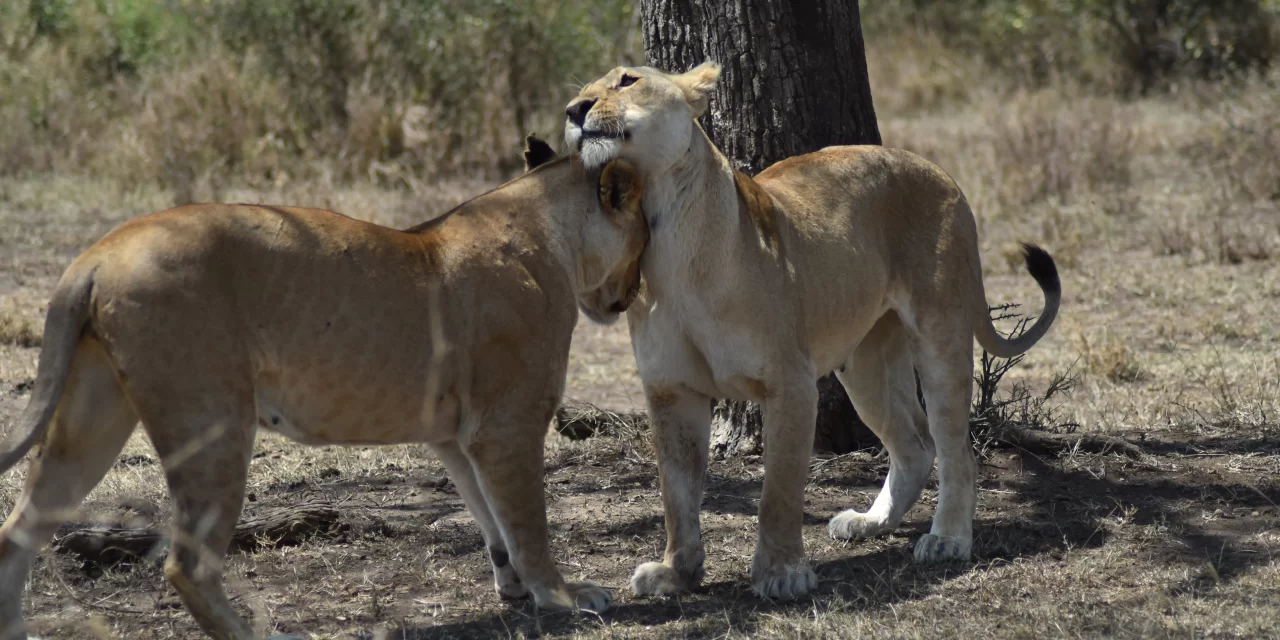 5 day group camping safari Tanzania