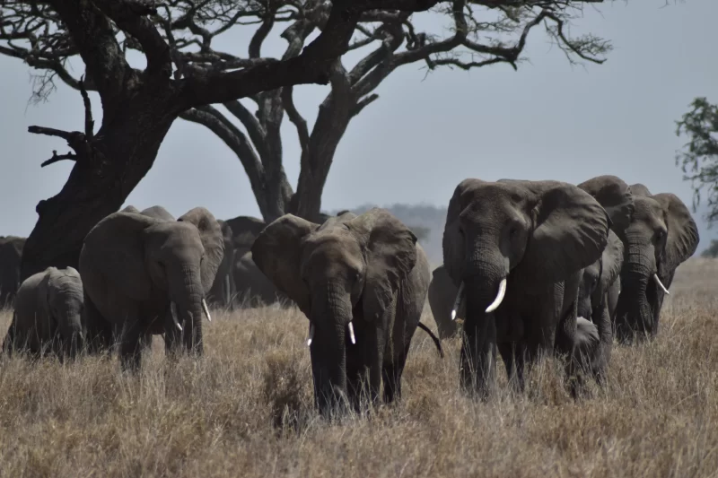 13-Day Safari & Zanzibar Combo Tour