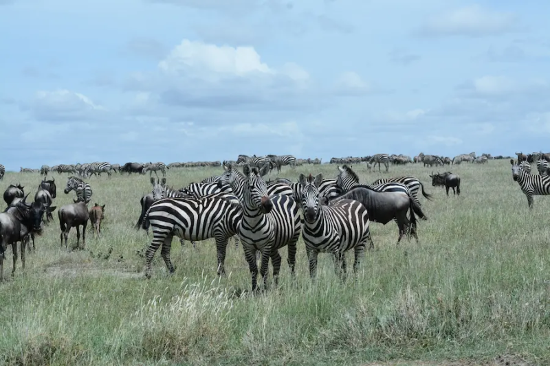 7-Day Tanzania Safari Odyssey