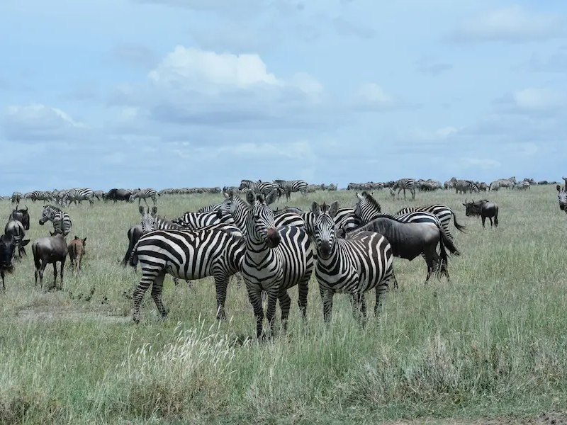 7-Day Tanzania Safari Odyssey