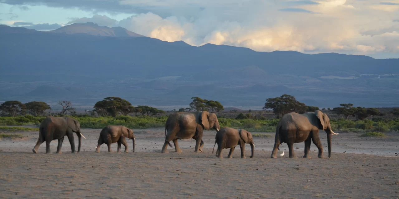 Tanzania safari and Kilimanjaro trek