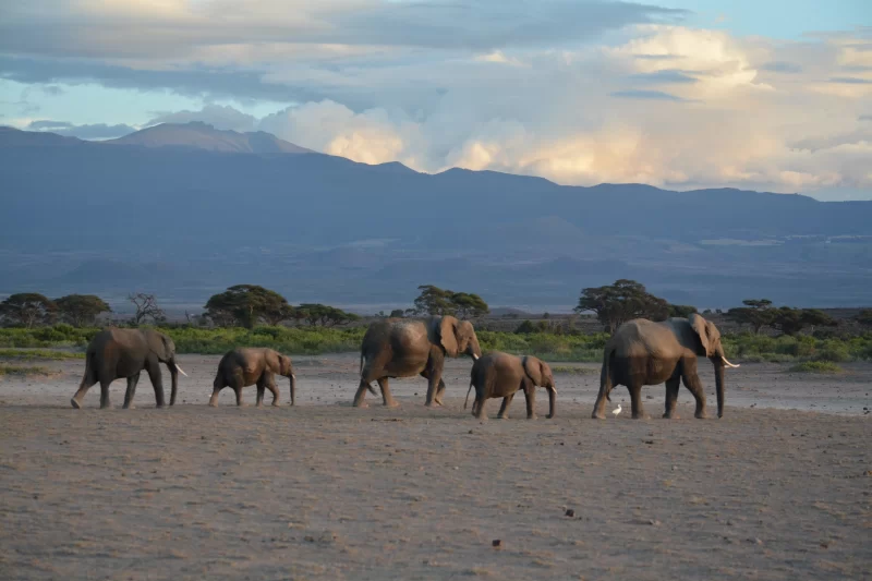 Tanzania safari and Kilimanjaro trek