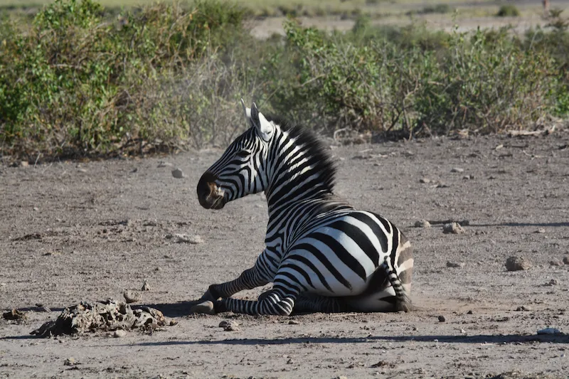 7-Day Tanzania Safari Odyssey