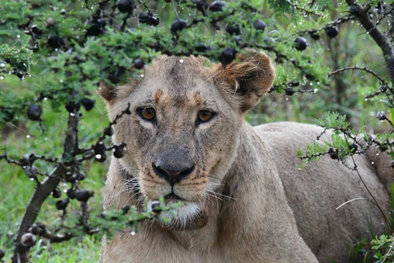 4-Day Tarangire, Serengeti & Crater - Big Five Safari