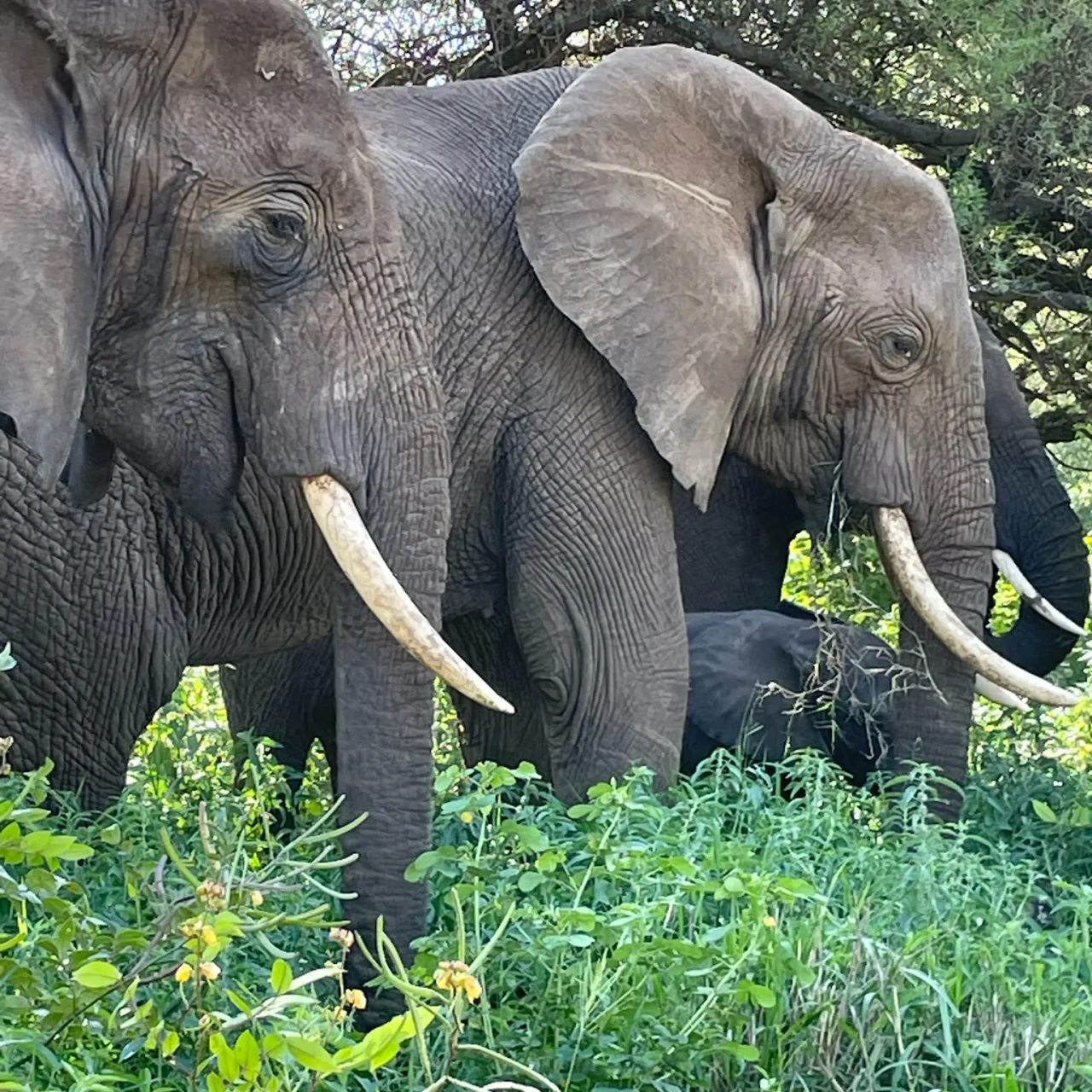 2-Day Tarangire & Ngorongoro Crater Safari