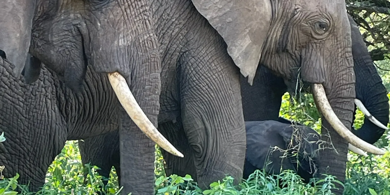 2-Day Tarangire & Ngorongoro Crater Safari