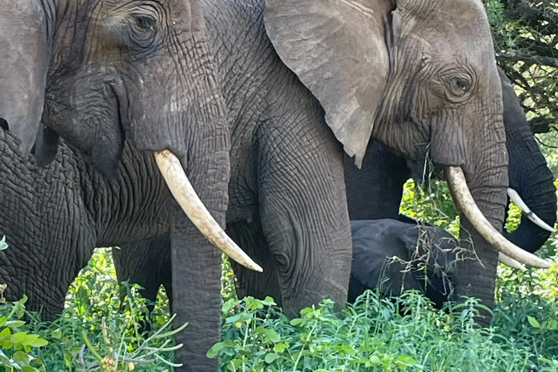 2-Day Tarangire & Ngorongoro Crater Safari