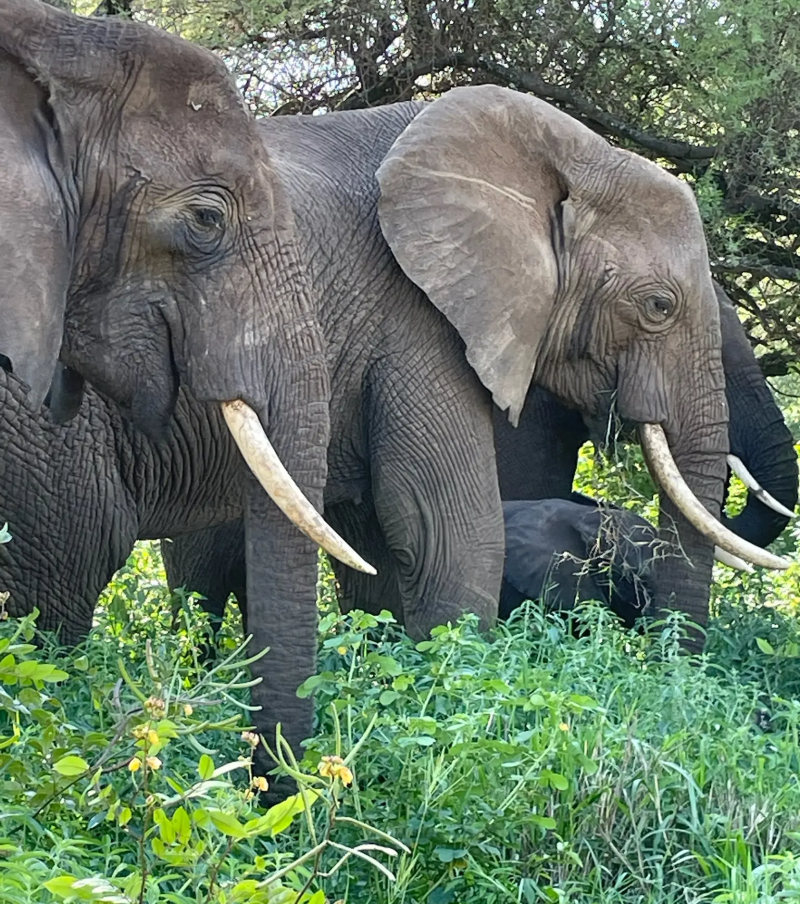 2-Day Tarangire & Ngorongoro Crater Safari