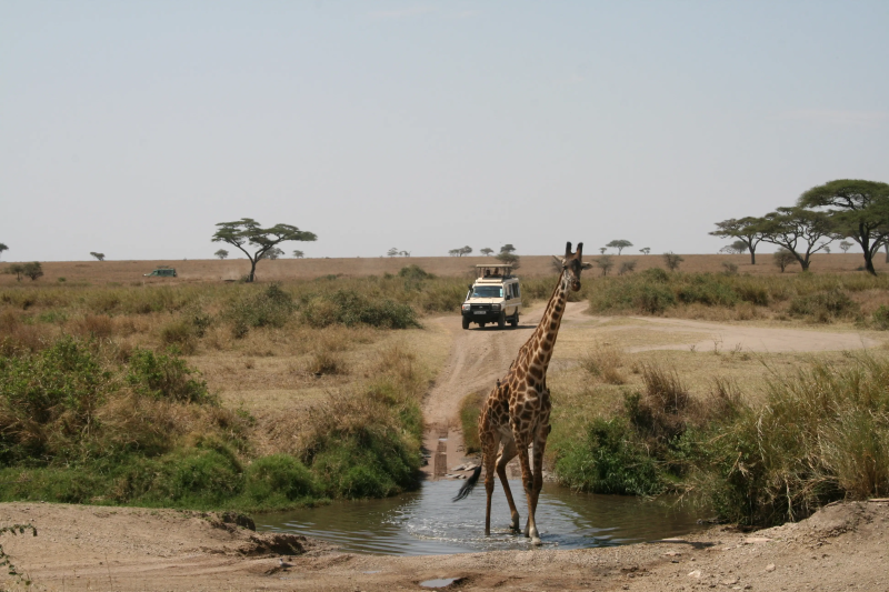 3 Day Serengeti Ngorongoro Budget Group Safari