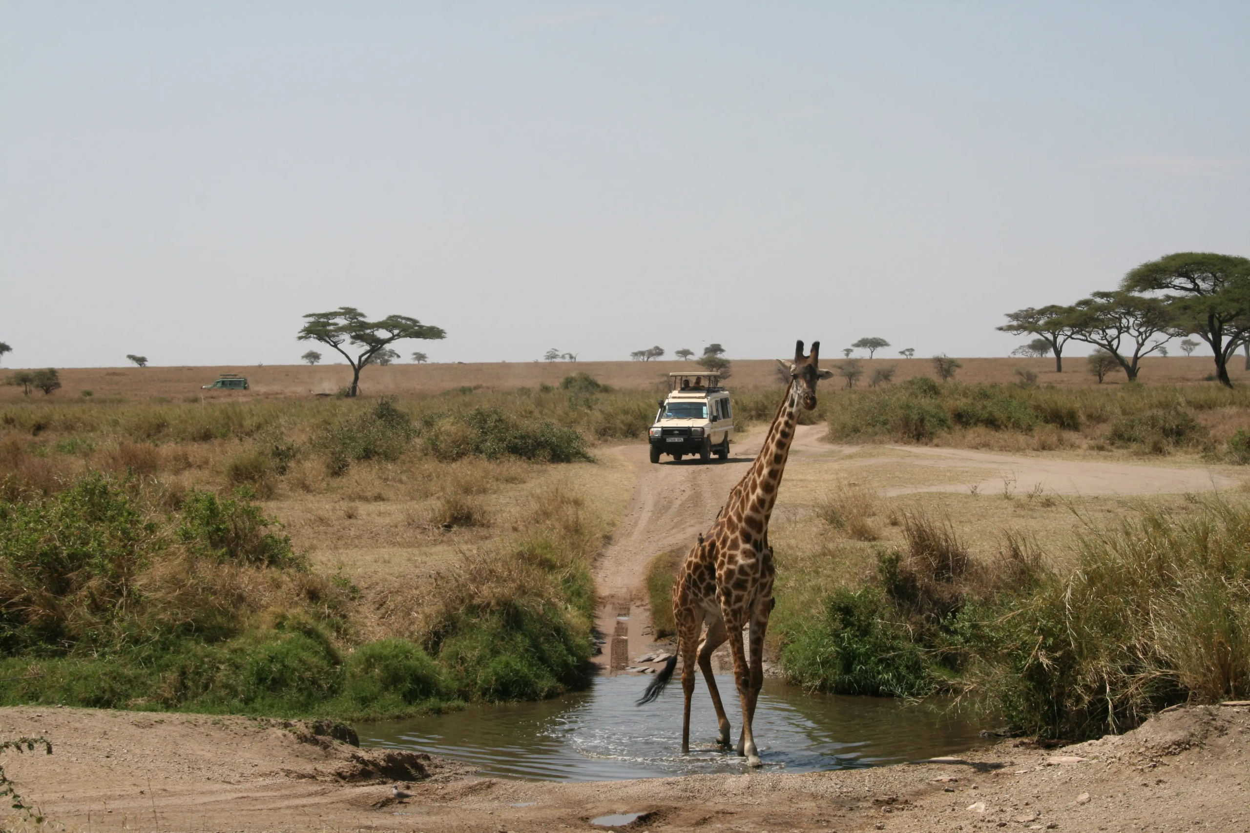 3 Day Serengeti Ngorongoro Budget Group Safari