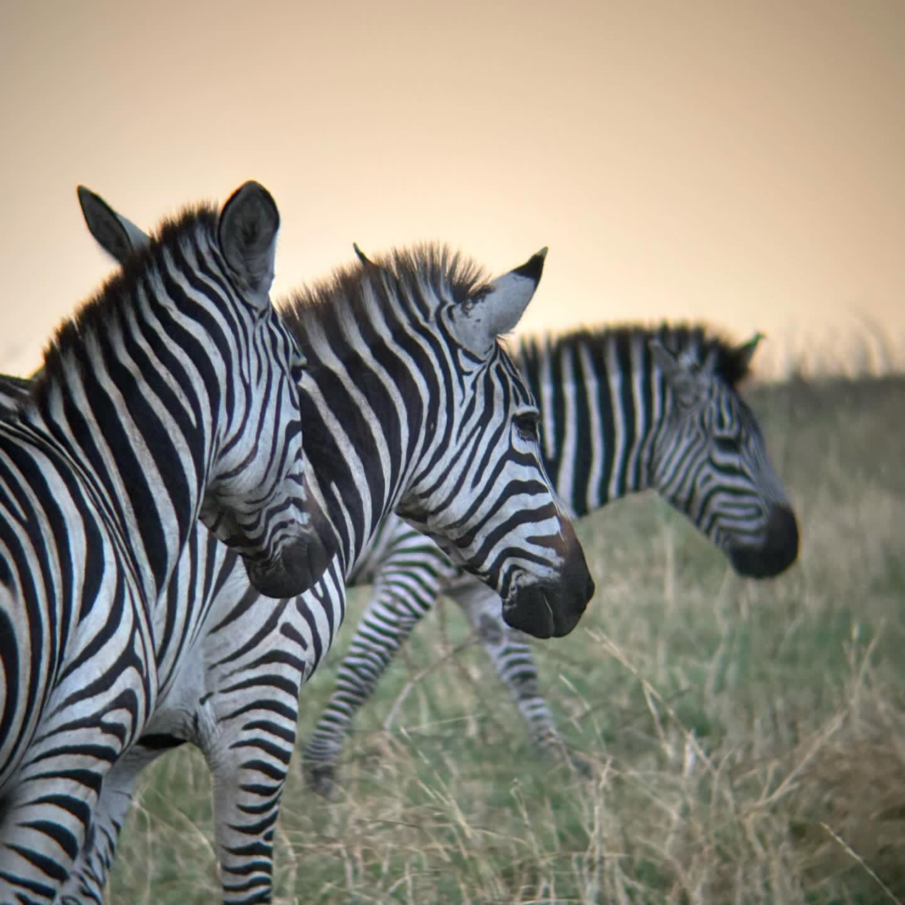 3-Day Wild Wonders - Tarangire, Ngorongoro & Manyara