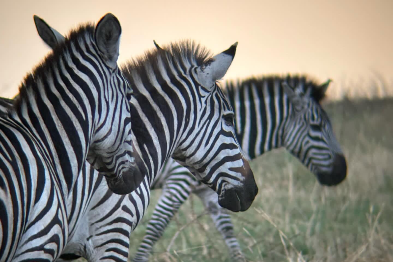 3-Day Wild Wonders - Tarangire, Ngorongoro & Manyara