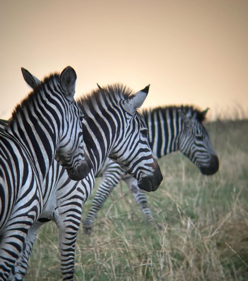 3-Day Wild Wonders - Tarangire, Ngorongoro & Manyara