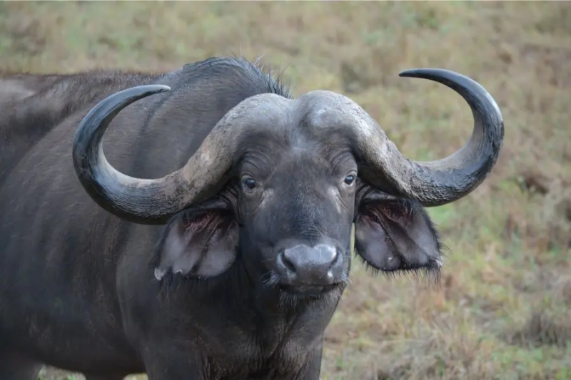 2-Day Tarangire & Lake Manyara Safari Escape