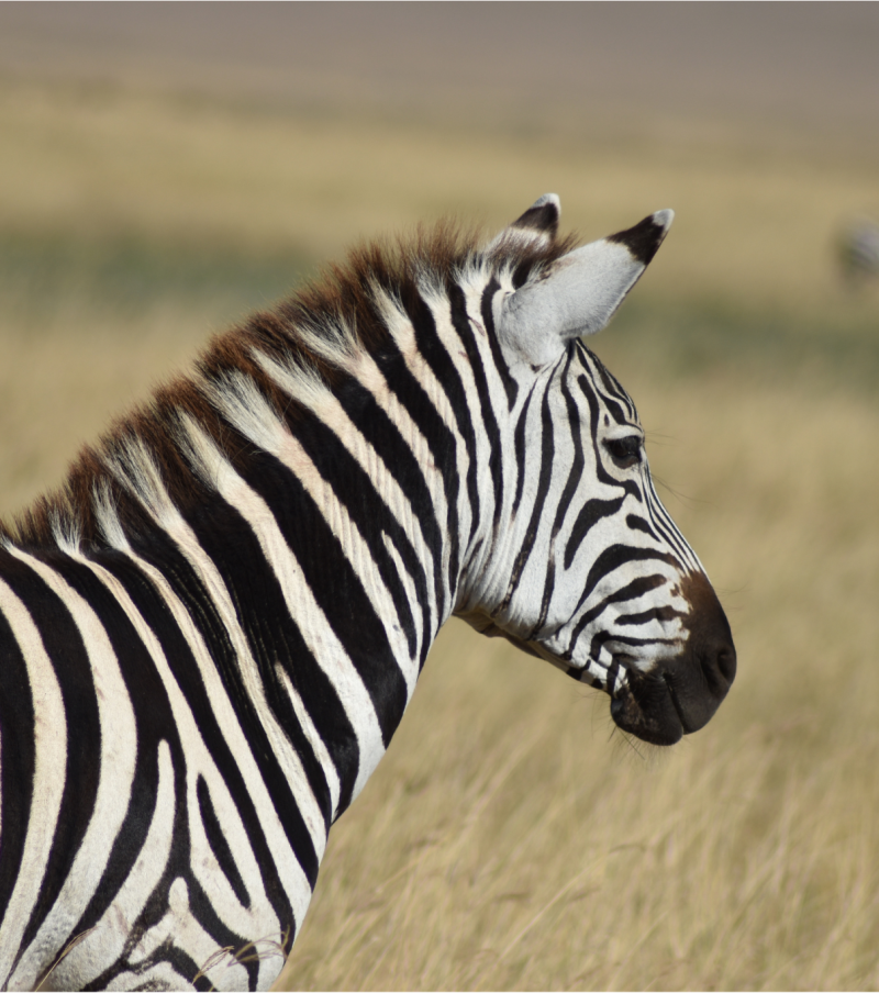 3-Day Wild Wonders - Tarangire, Ngorongoro & Manyara