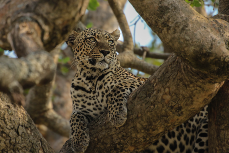 3-Day Wild Wonders - Tarangire, Ngorongoro & Manyara