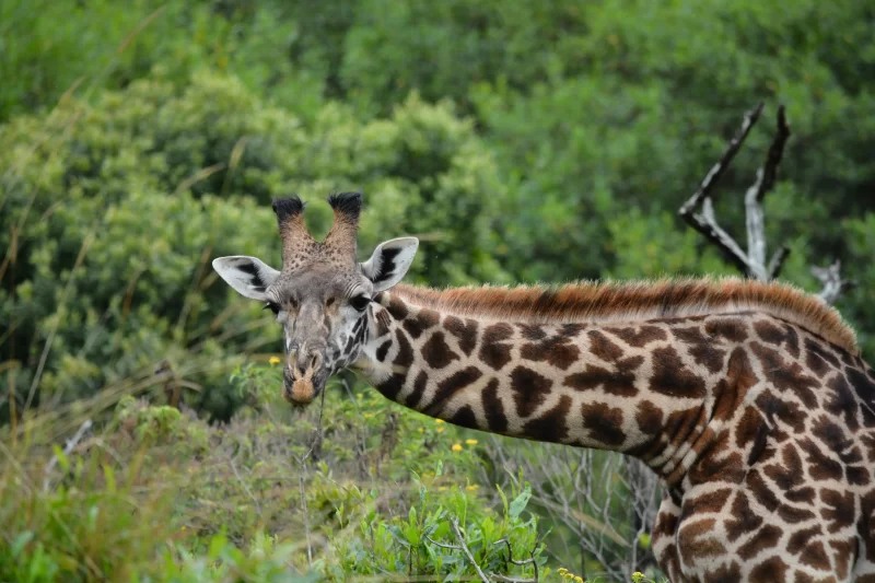 2-Day Tarangire & Manyara Safari Escape
