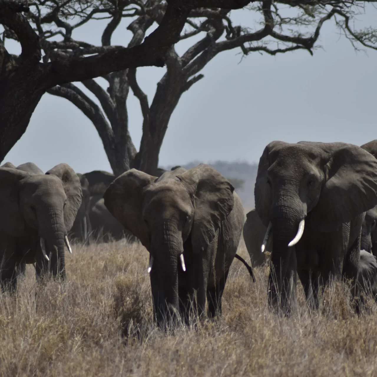 13-Day Safari & Zanzibar Combo