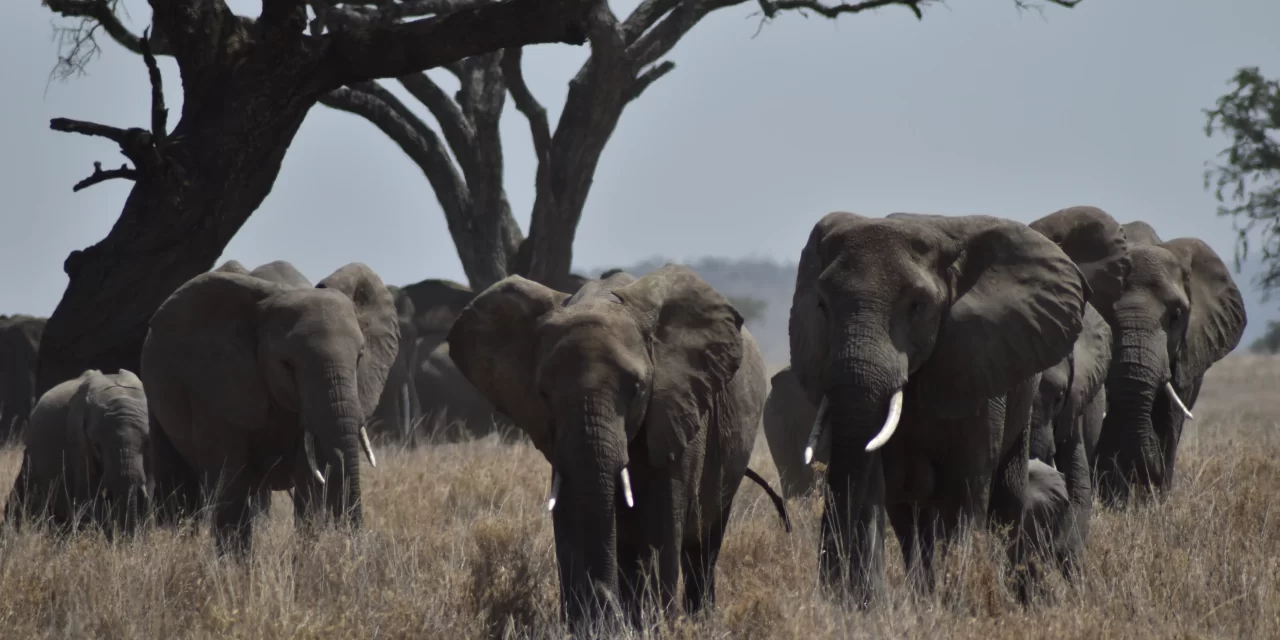 13-Day Safari & Zanzibar Combo