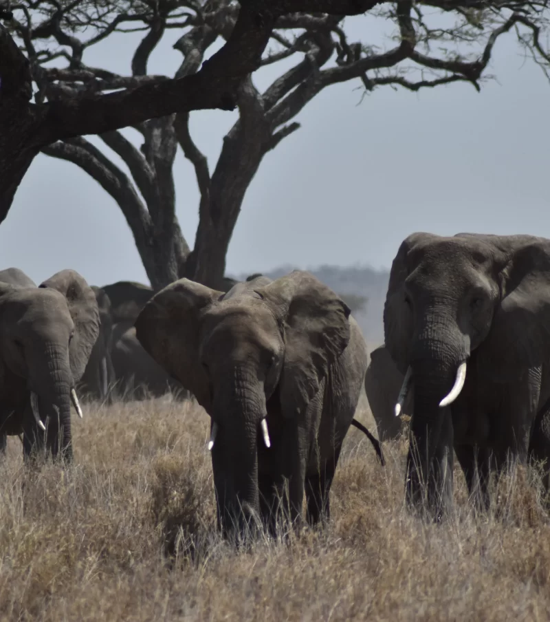 13-Day Safari & Zanzibar Combo