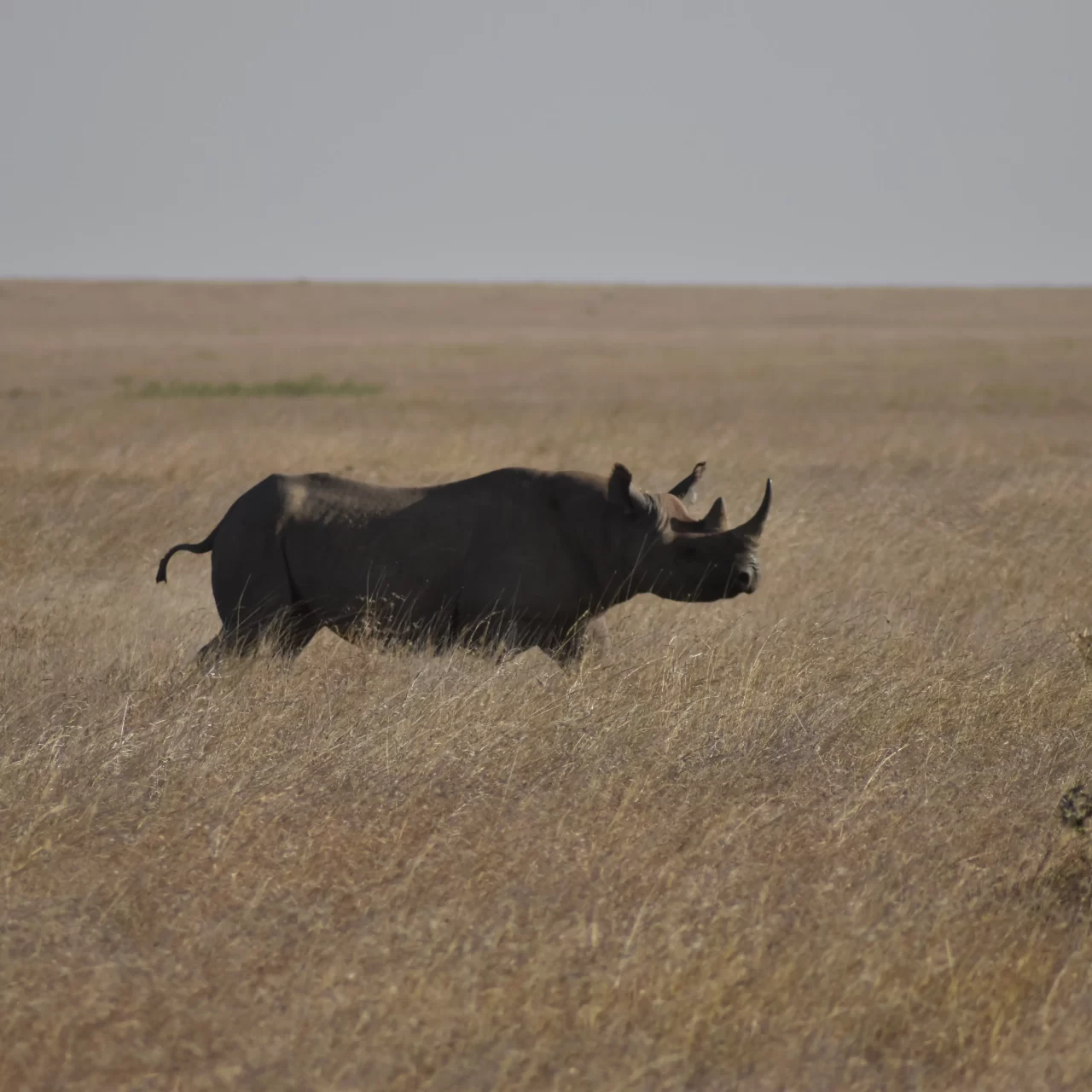 2-Day Tarangire & Ngorongoro Crater Safari