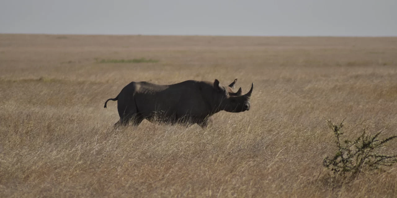 2-Day Tarangire & Ngorongoro Crater Safari