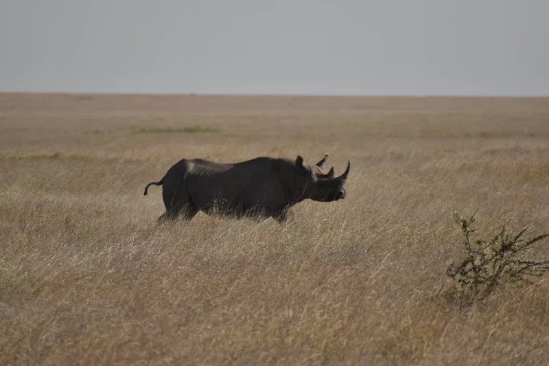 2-Day Tarangire & Ngorongoro Crater Safari