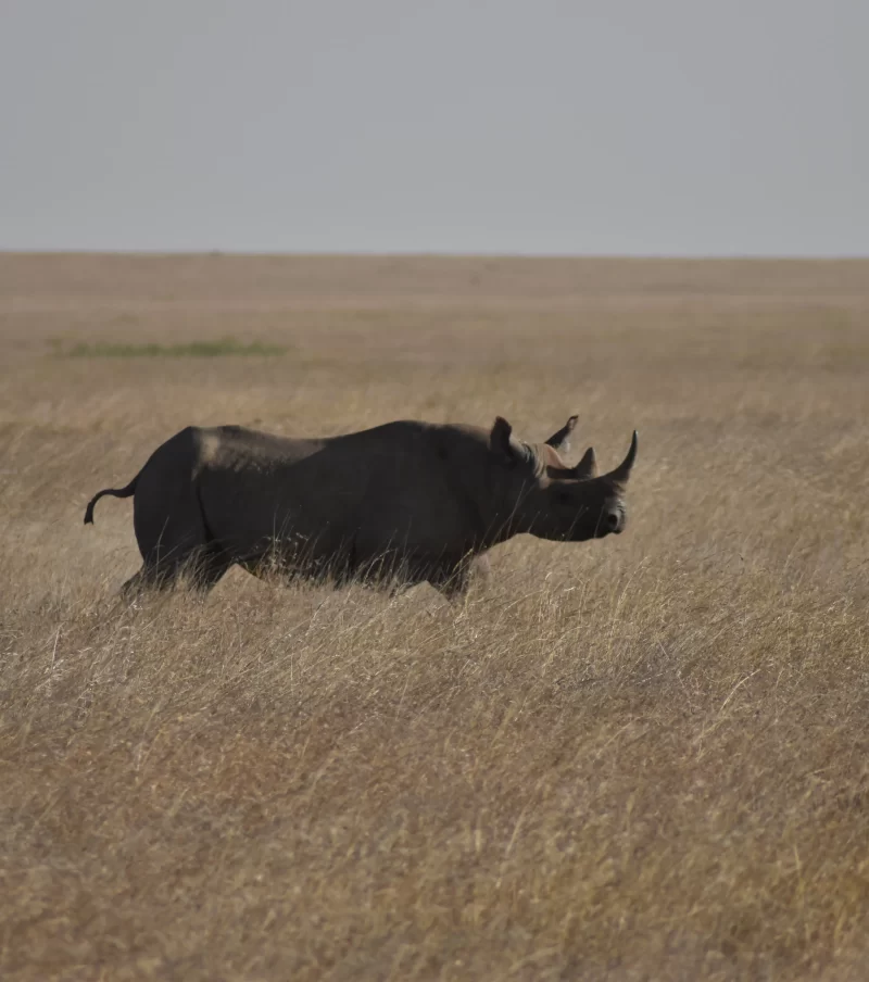 2-Day Tarangire & Ngorongoro Crater Safari