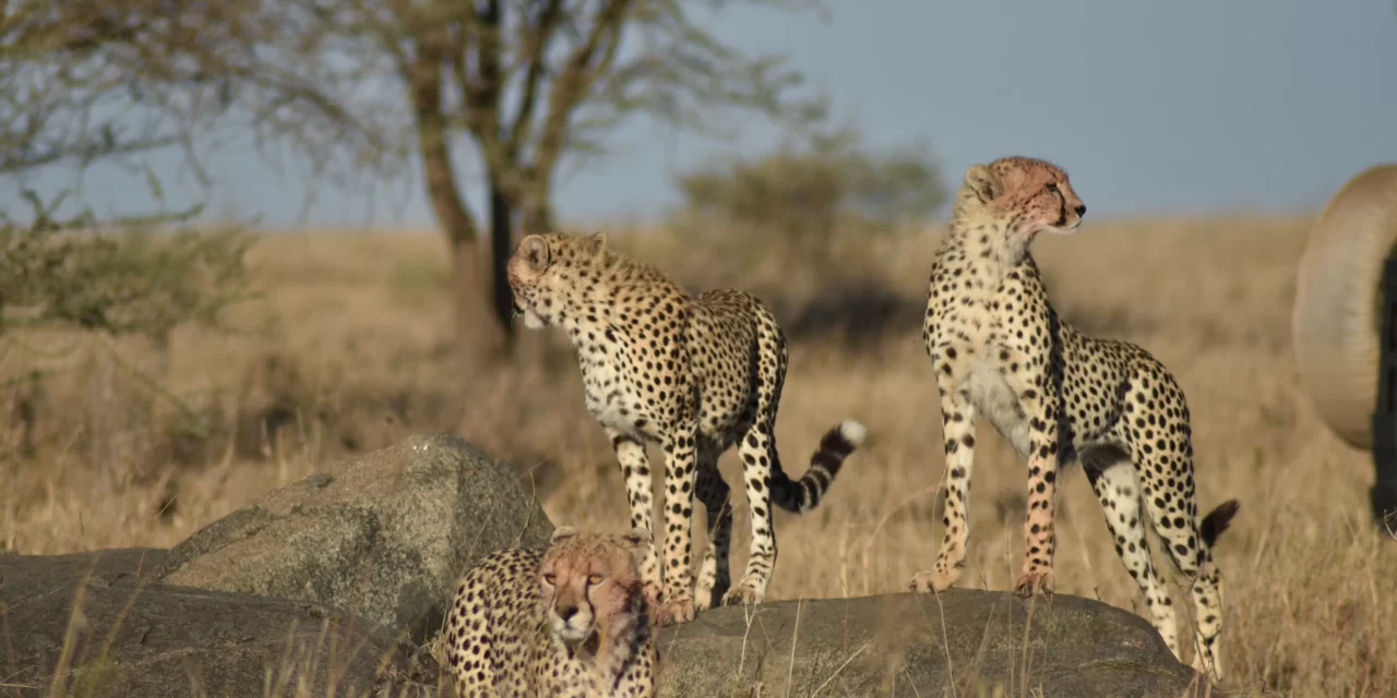 4-Day Big Five Camping Safari Tarangire, Serengeti & Crater