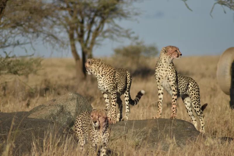 4-Day Big Five Camping Safari Tarangire, Serengeti & Crater