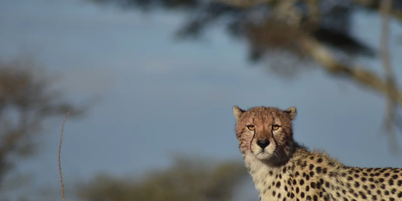 3-day Serengeti fly-in safari from Zanzibar