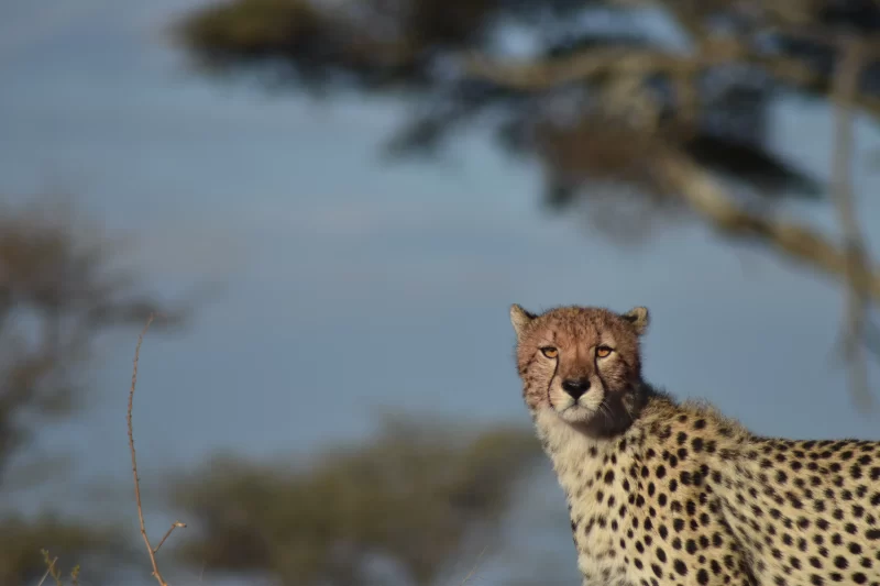 3-day Serengeti fly-in safari from Zanzibar