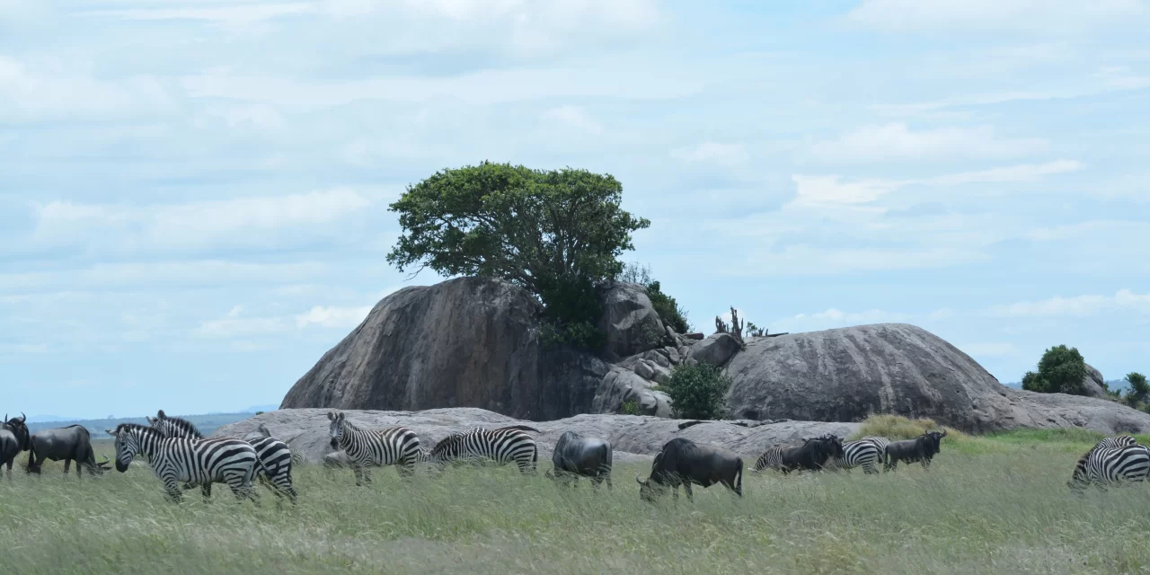 5 Day Shared Group Camping Safari