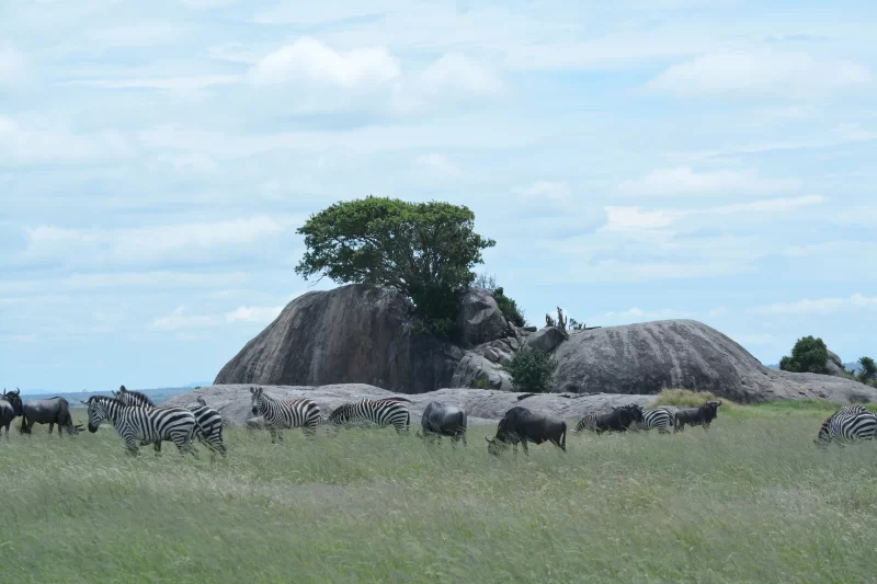 5 Day Shared Group Camping Safari