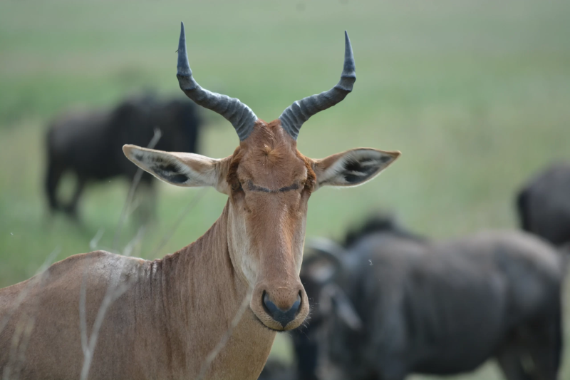 3-Day Tarangire & Ngorongoro Safari Materuni Waterfalls