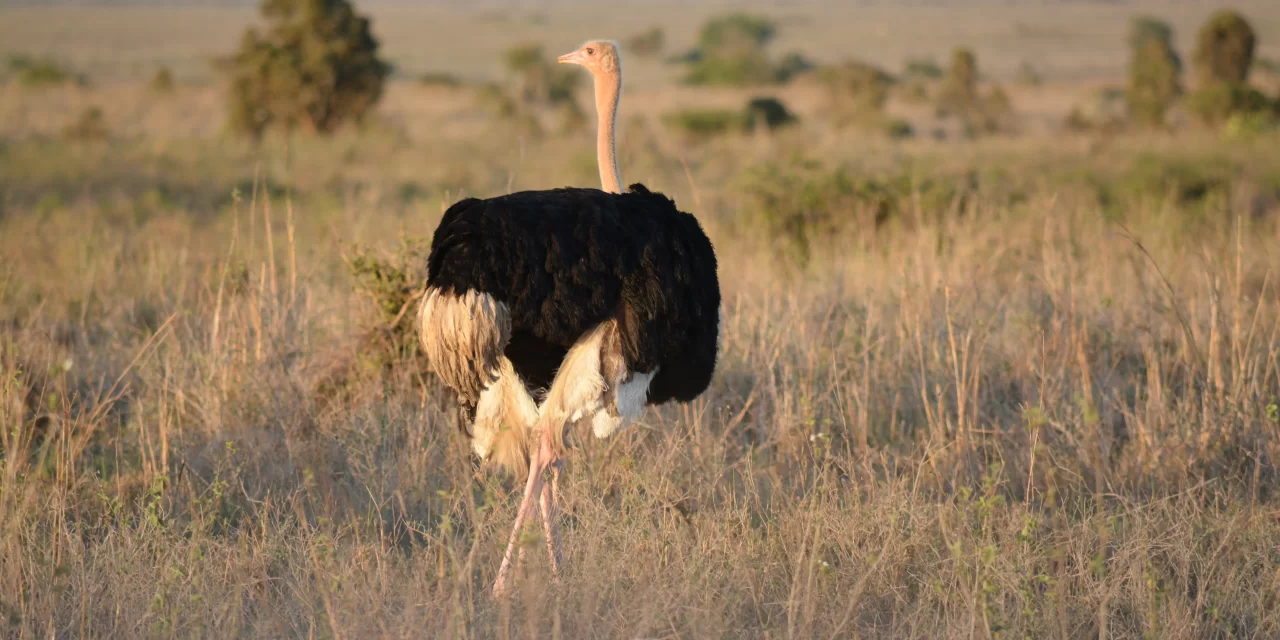 3-Day Tarangire & Ngorongoro Safari Materuni Waterfalls