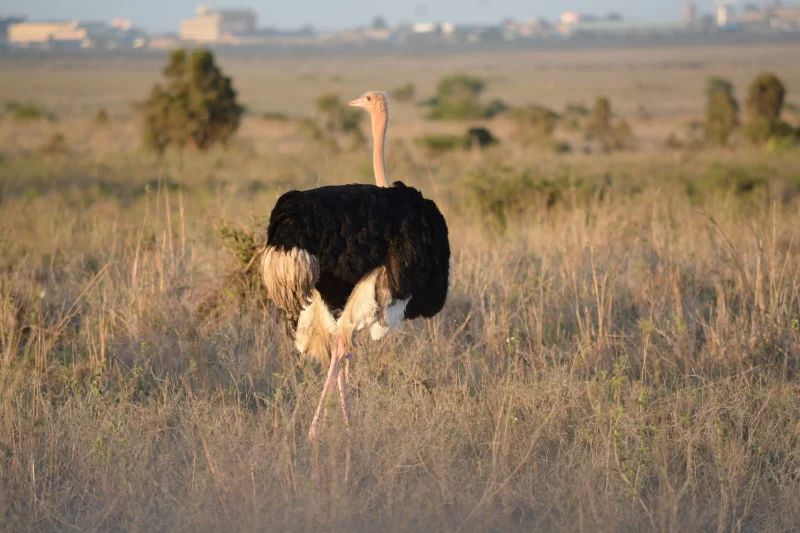 3-Day Tarangire & Ngorongoro Safari Materuni Waterfalls