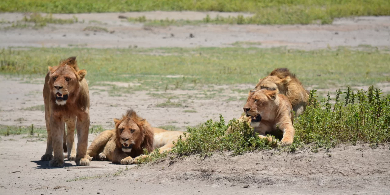 4-Day Tarangire, Serengeti & Crater – Big Five Safari