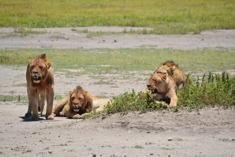 4-Day Tarangire, Serengeti & Crater - Big Five Safari