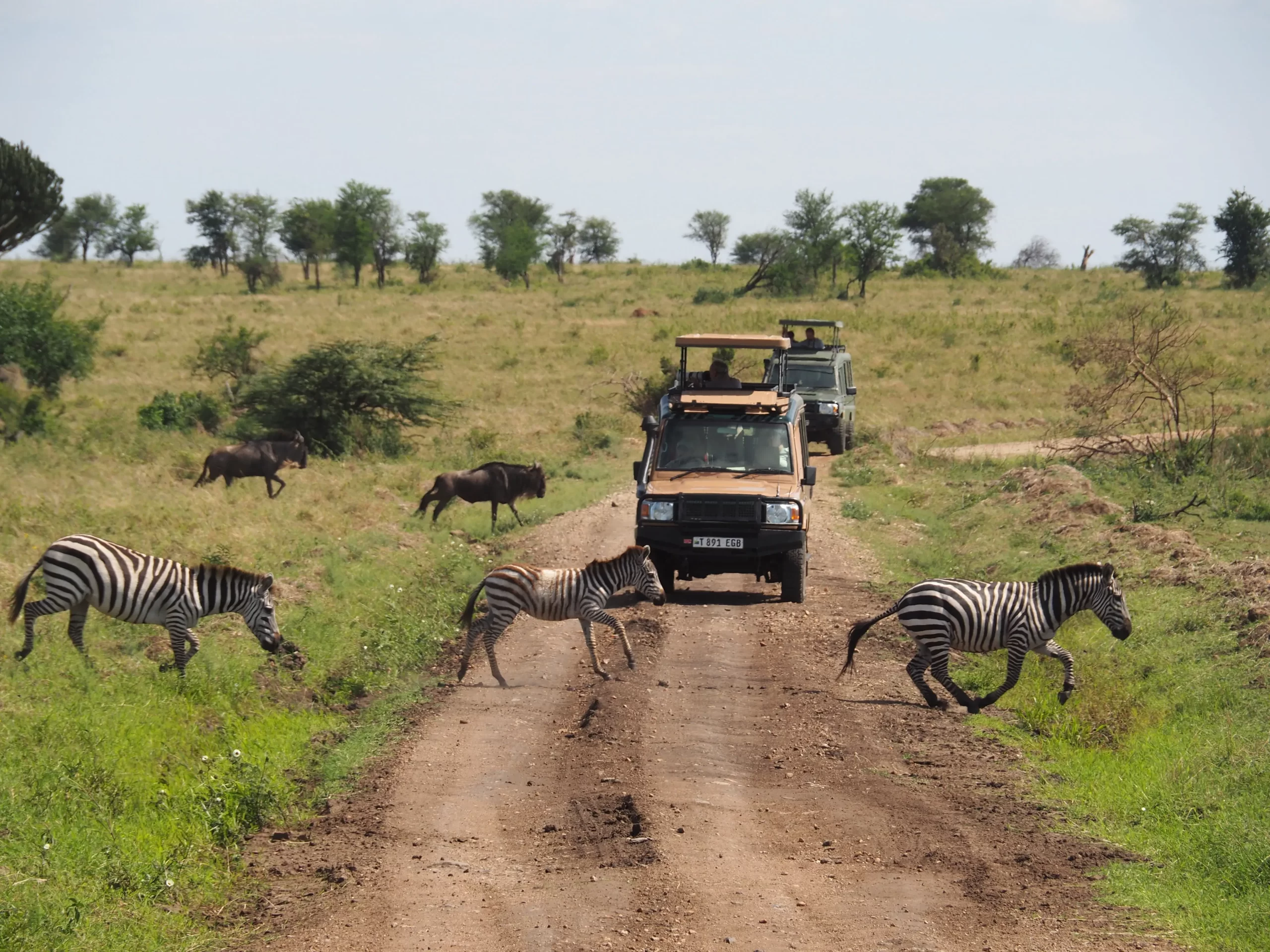 Safari jeep in Serengeti plains