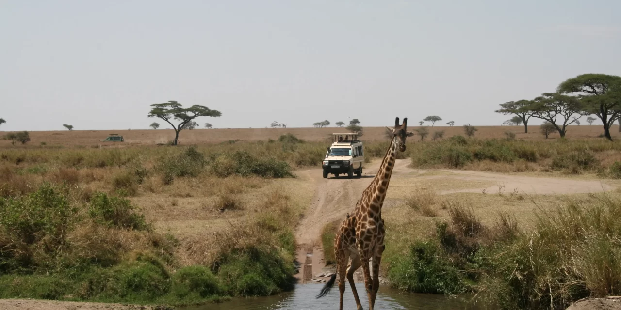3 Day Serengeti & Ngorongoro Group Safari